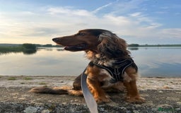 Cocker Spaniel dogs for stud: Cocker Spaniel Shower Sable  - Advert 1