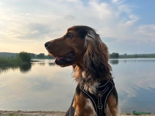 Cocker Spaniel dogs Cocker Spaniel Shower Sable - Advert 1