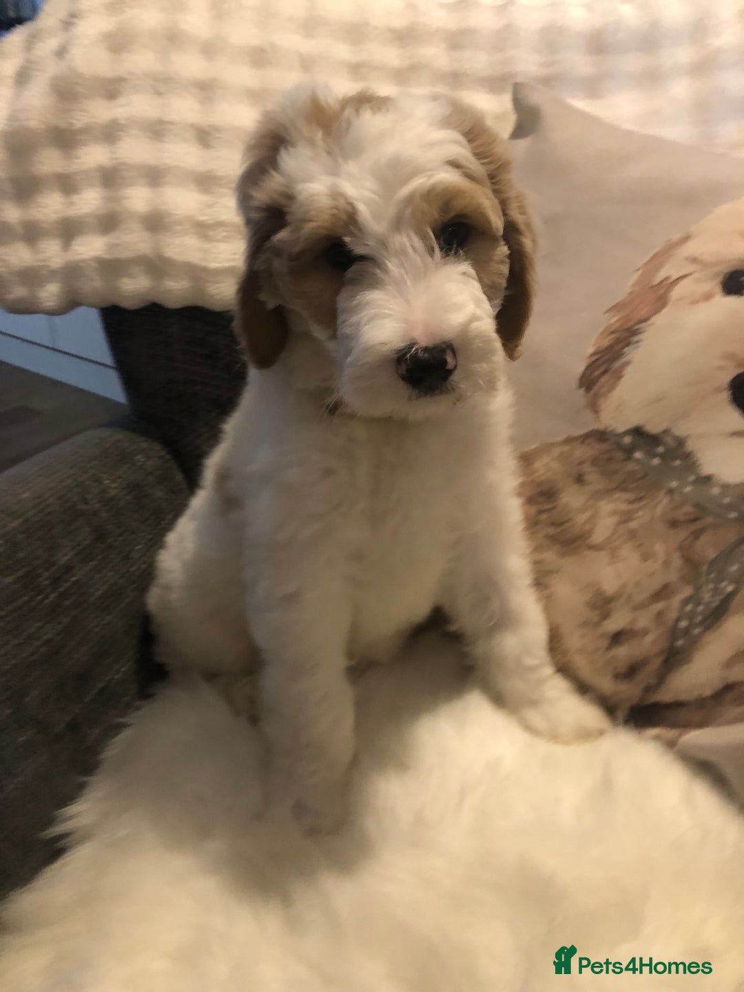Goldendoodle dogs for sale: Goldendoodle Double Doodle pup ready to go🐾 - Image 11