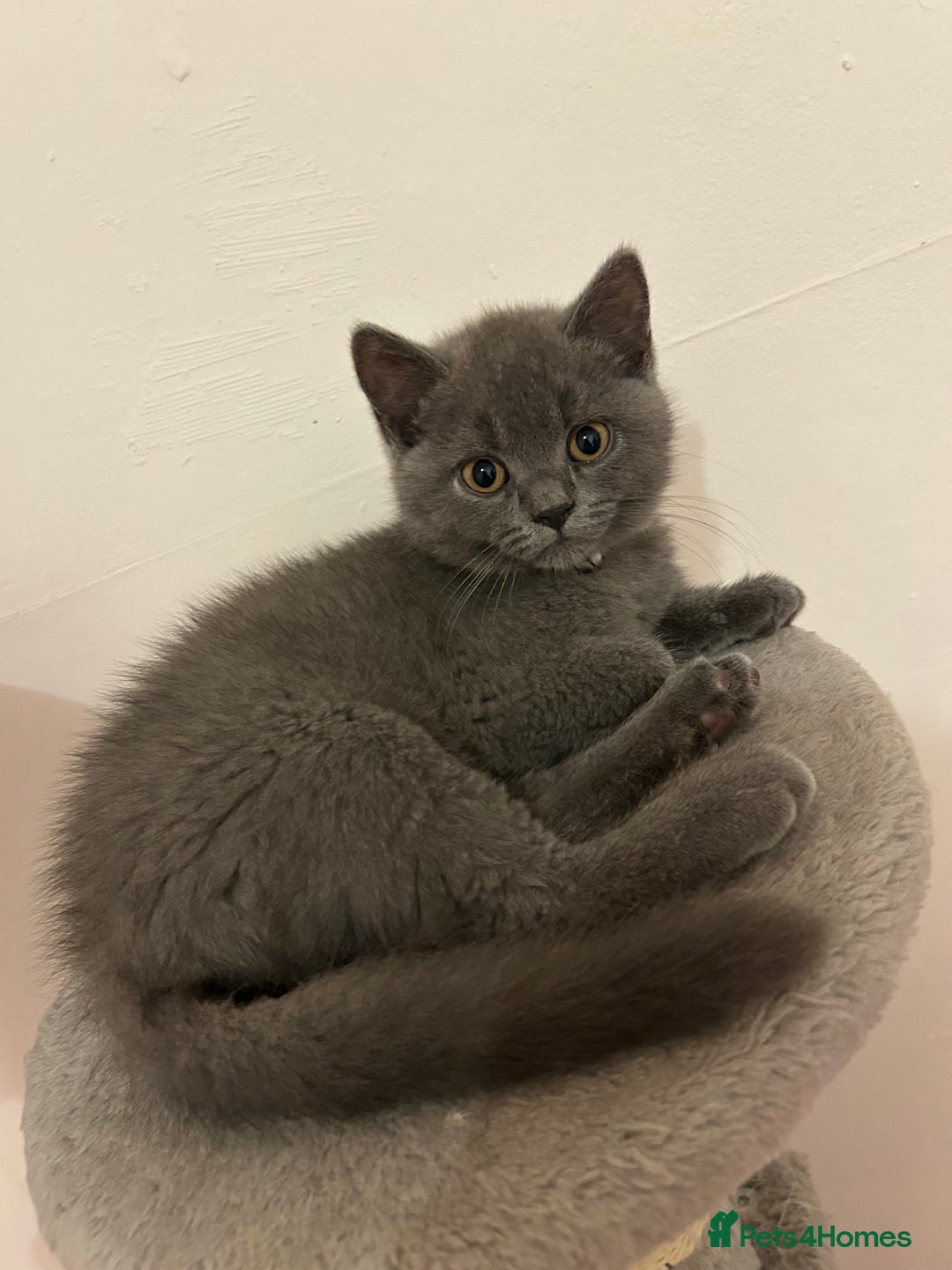 British Shorthair cats for sale: 🏆GCCF & TICA Pedigree Kitten, DELIVERY AVAILABLE! - Image 11