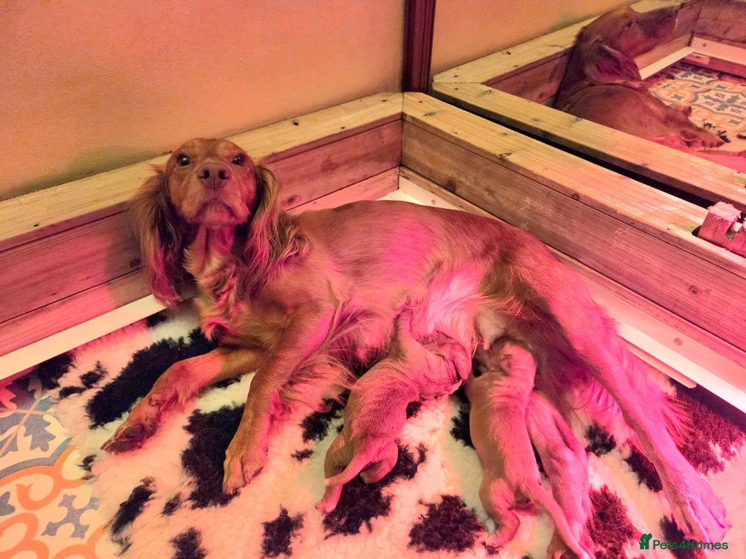 Cocker Spaniel dogs for sale: Stunning KC reg red working cocker pups - Advert 31