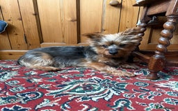 Yorkshire Terrier dogs for stud: Jasper the Yorkie for Stud - Image 7