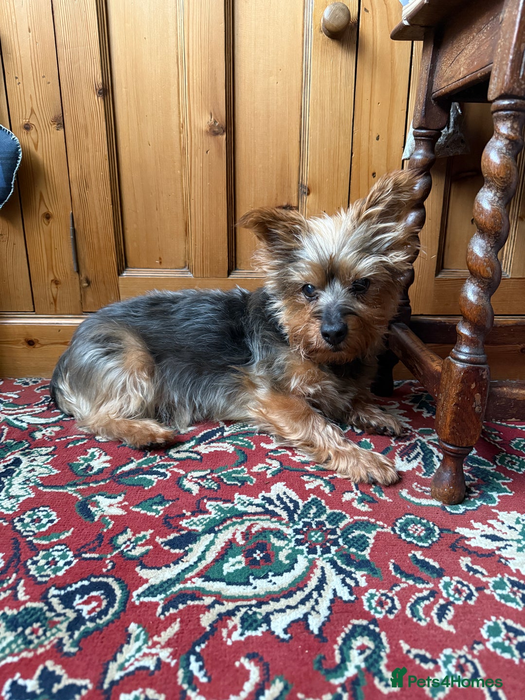 Yorkshire Terrier dogs for stud: Jasper the Yorkie for Stud - Image 7