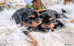Cavapoo dogs for sale: Stunning true F1 Cavapoos, Apricot and Phantom  - Image 9