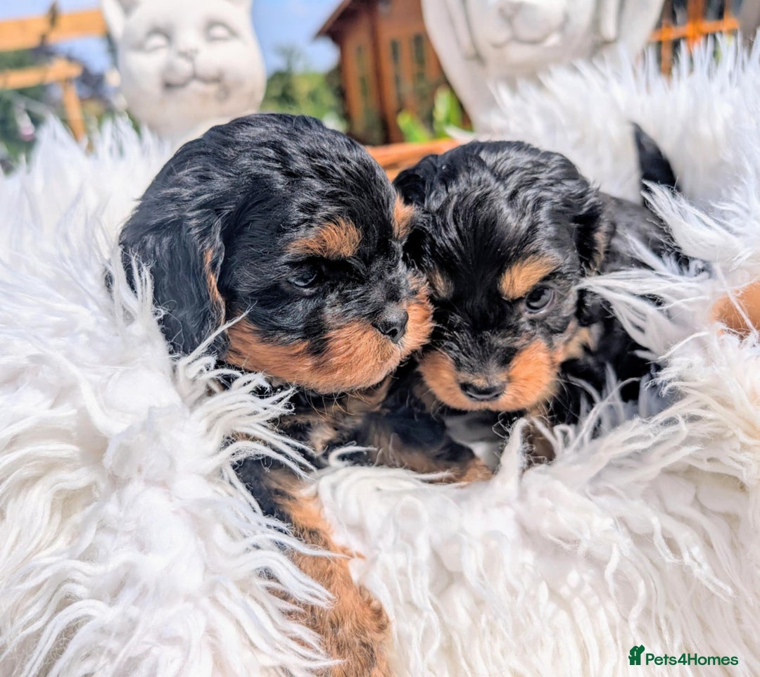 Cavapoo dogs for sale: Stunning true F1 Cavapoos, Apricot and Phantom  - Image 9