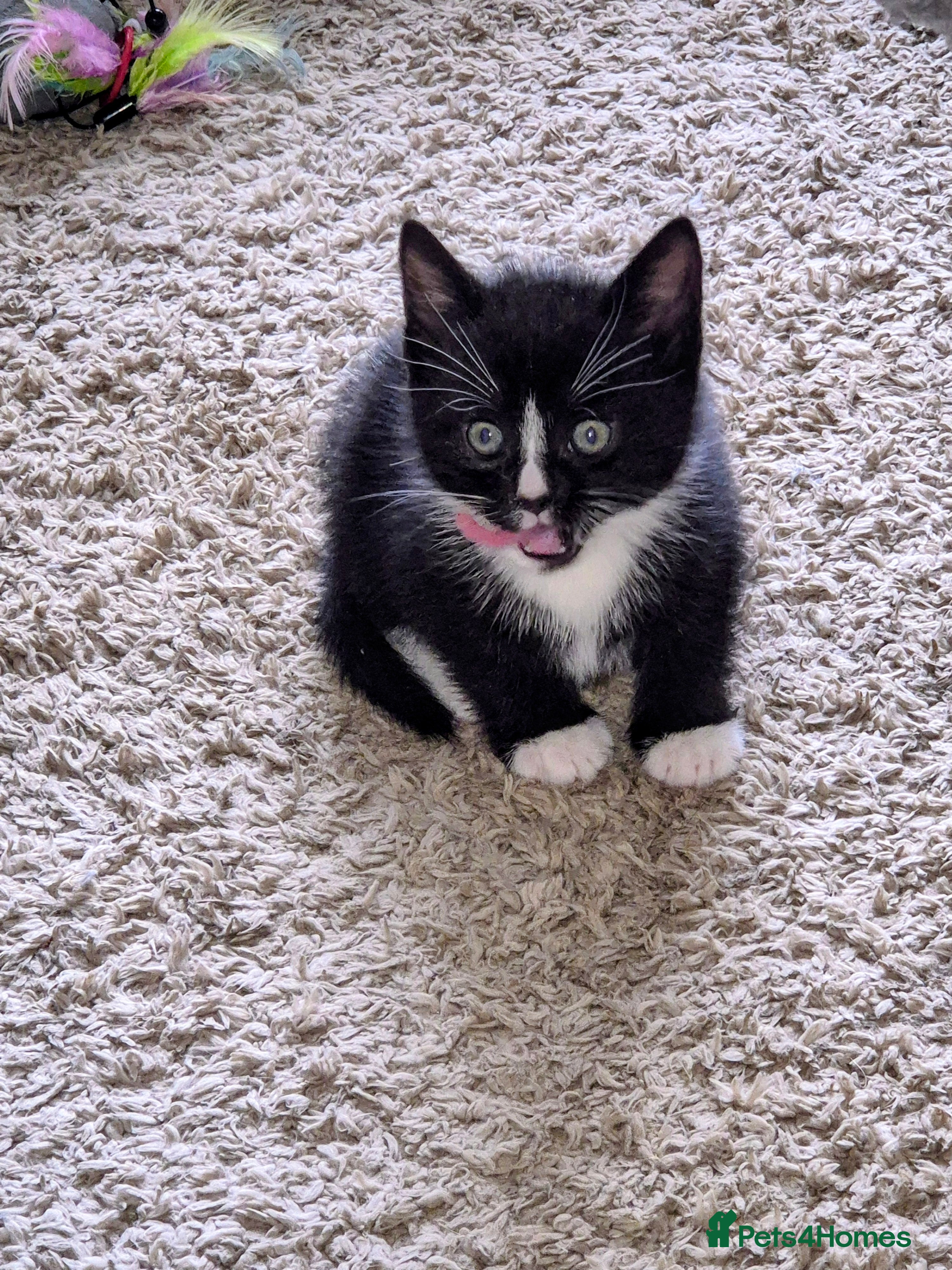 British Shorthair cats 3 beautiful little kittens !! - Advert 1