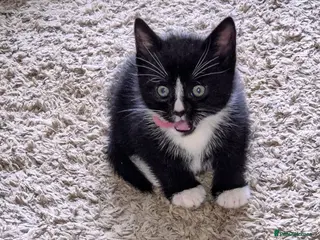 British Shorthair cats 3 beautiful little kittens !! - Advert 9