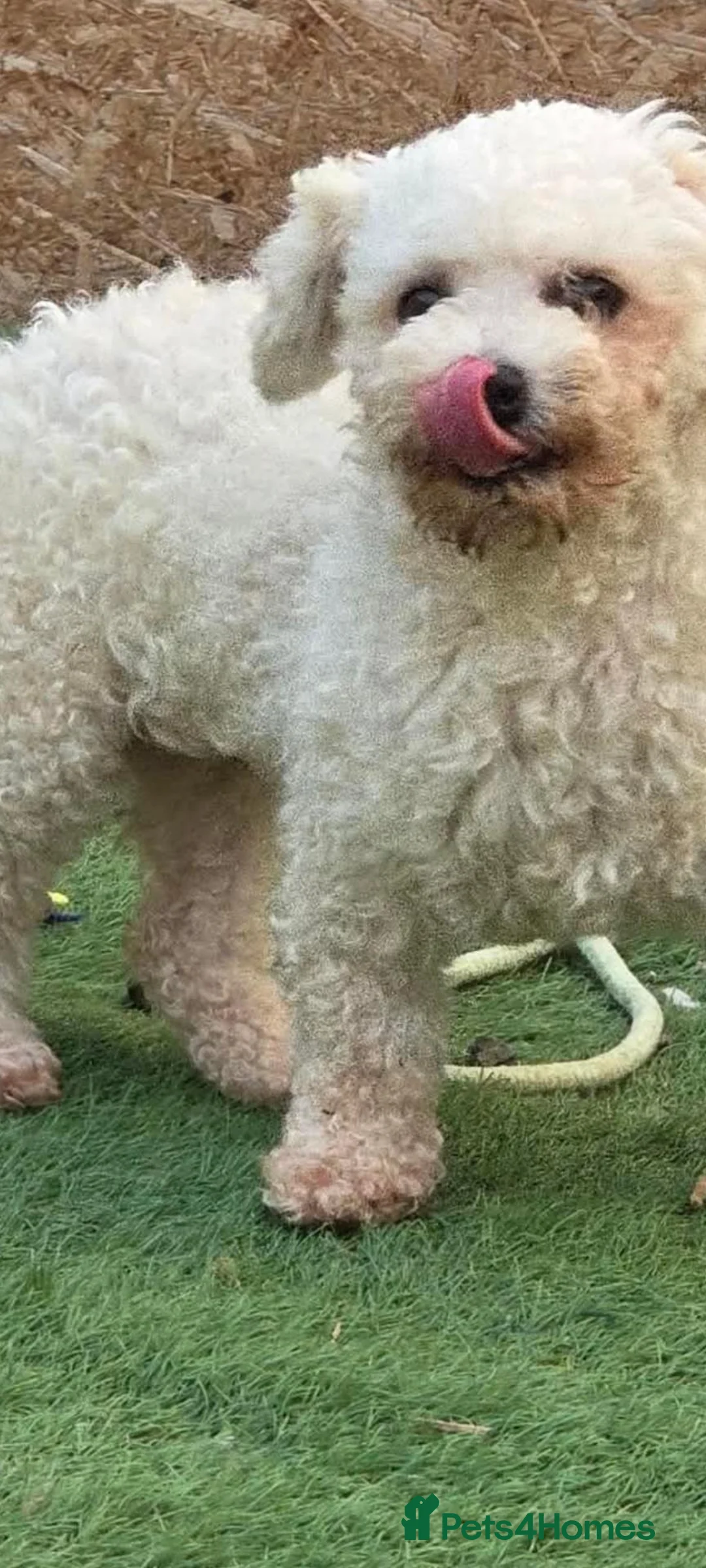 Bichon Frise dogs for adoption: Mopsie 4kg small in Lichfield - Advert 3
