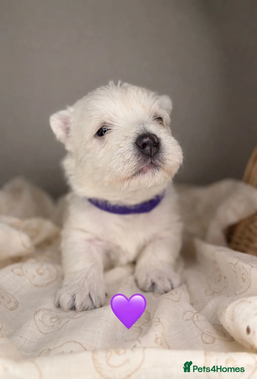 West Highland Terrier dogs for sale: 🌈Adorable Little Westies🌈 - Advert 8