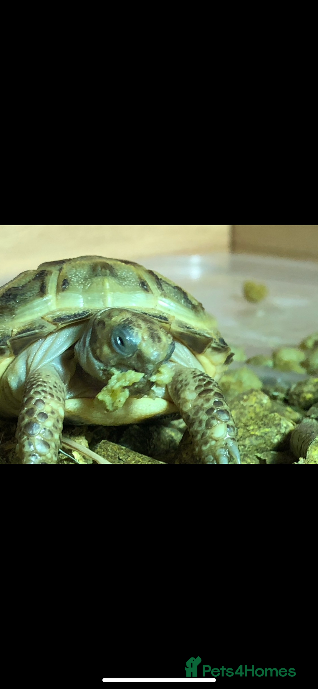 Tortoise reptiles for sale: 2 horsefield tortoises need rehoming!  - Image 6
