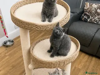 British Shorthair cats 🏆PREMIUM PEDIGREE 🏆 British shorthair - Advert 13