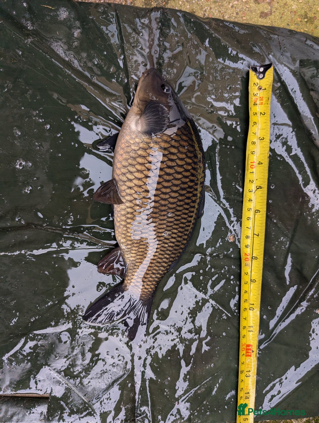 Cyprinids fish for sale: Pond fish for sale - Image 1