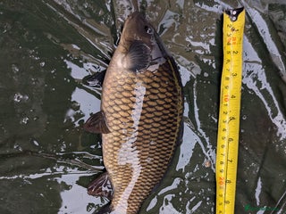 Cyprinids fish for sale - Advert 1