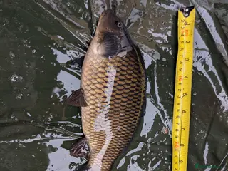 Cyprinids fish Pond fish for sale - Advert 4