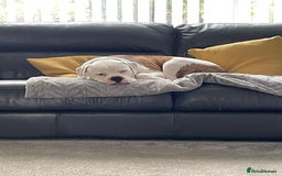 American Bulldog dogs for sale: American Bulldog 8 month puppy (Not XL Bully) - Image 3