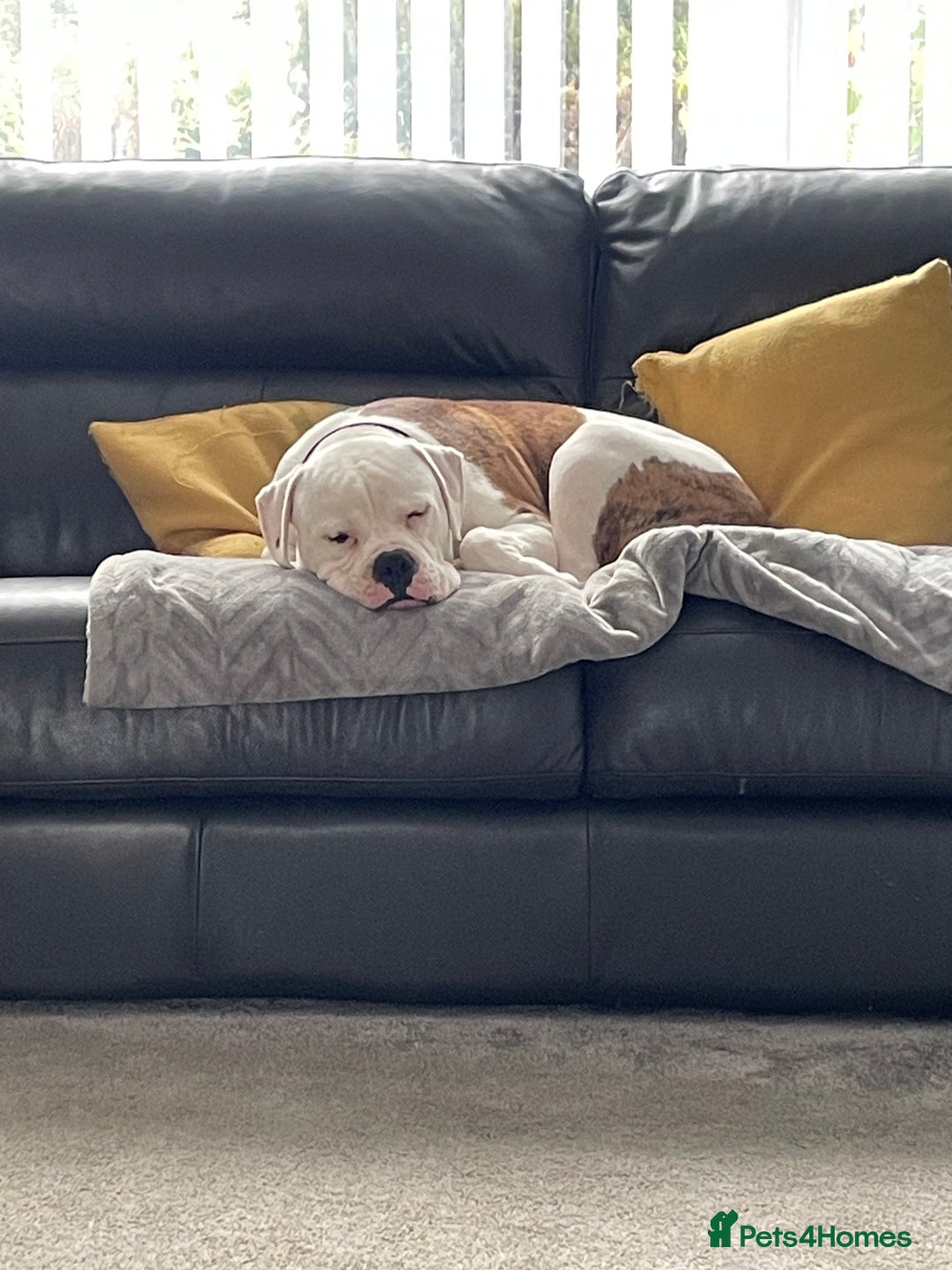 American Bulldog dogs for sale: American Bulldog 8 month puppy (Not XL Bully) - Image 3