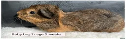 Guinea Pig rodents for sale: Beautiful baby boys, and adult boys. - Advert 2