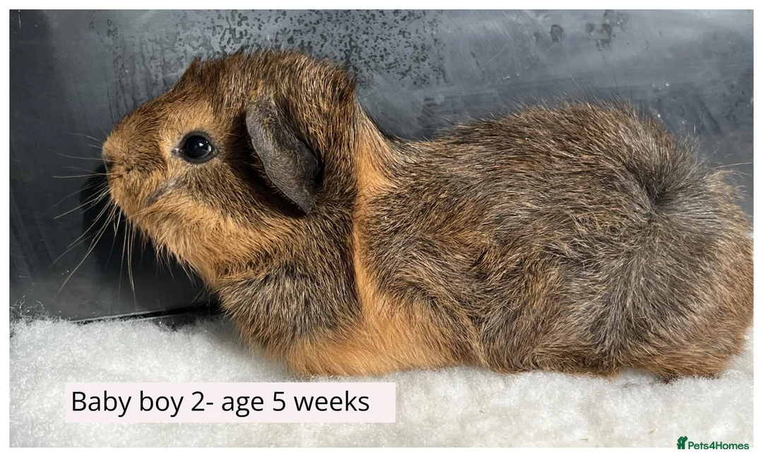 Guinea Pig rodents for sale: Beautiful baby boys, and adult boys. - Advert 2