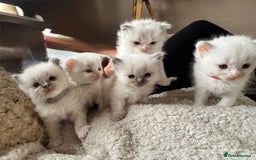 Ragdoll cats for sale: 5 Beautiful Ragdolls looking for a new home  - Image 3