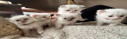 Ragdoll cats for sale: All our beautiful kittens are no longer available  - Advert 4