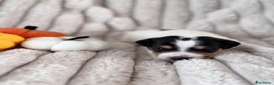 Jack Russell 2