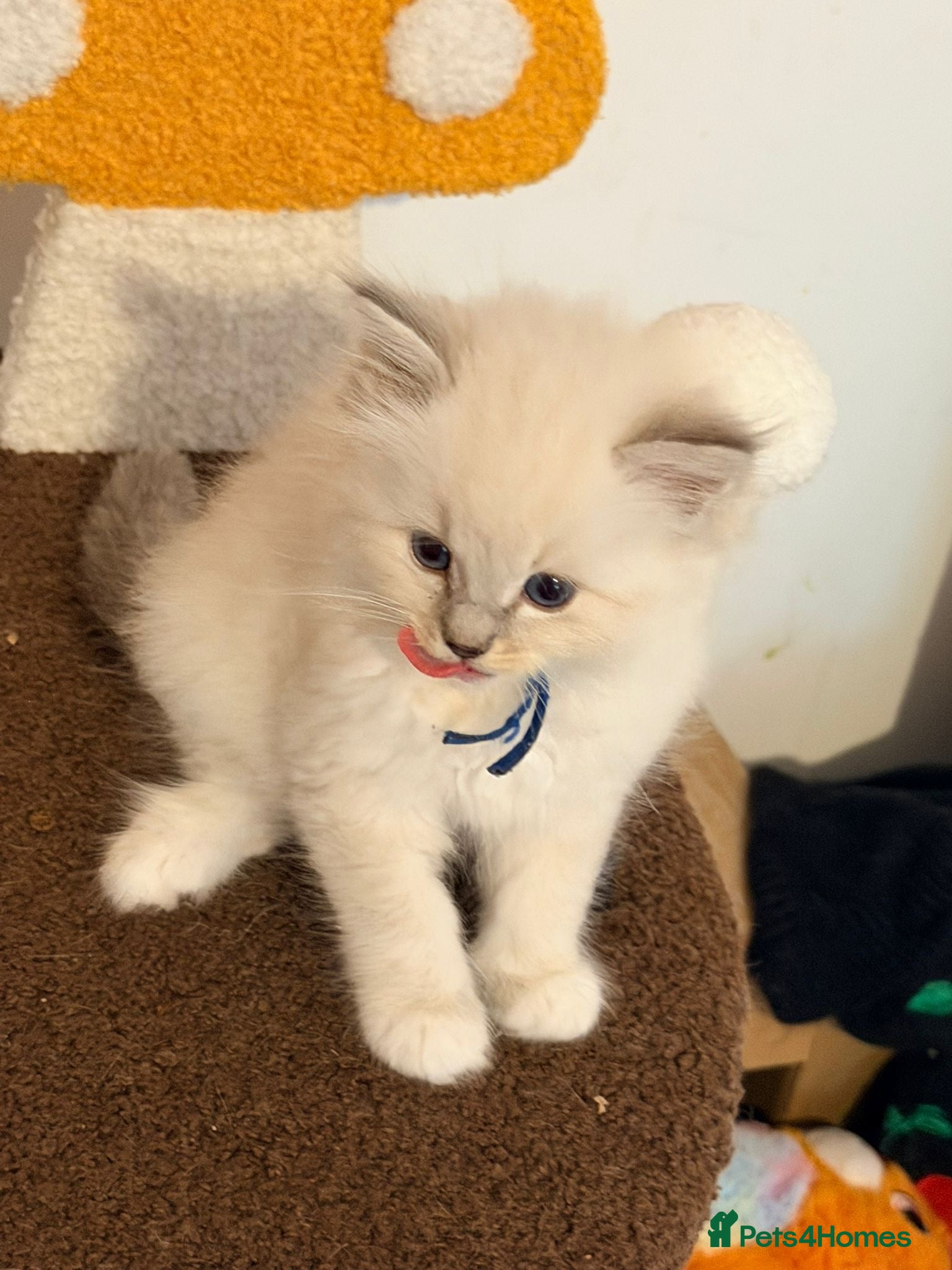 Ragdoll cats Last reduced  tica reg ragdoll kittens left  - Advert 17