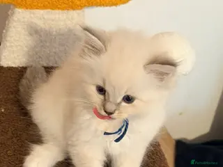 Ragdoll cats Last reduced tica reg ragdoll kittens left - Advert 17