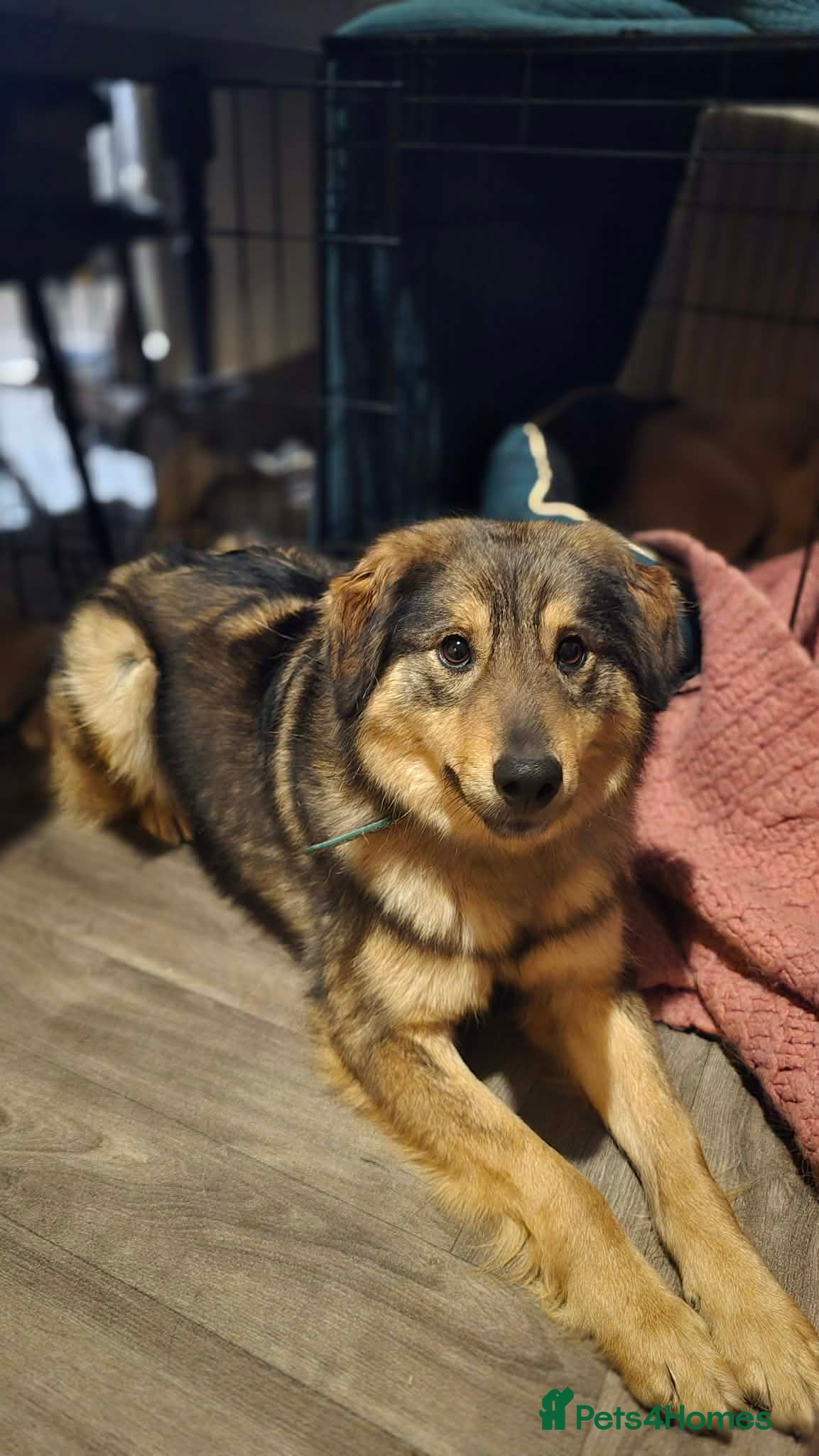 Mixed Breed dogs Twinkle for adoption - Advert 1