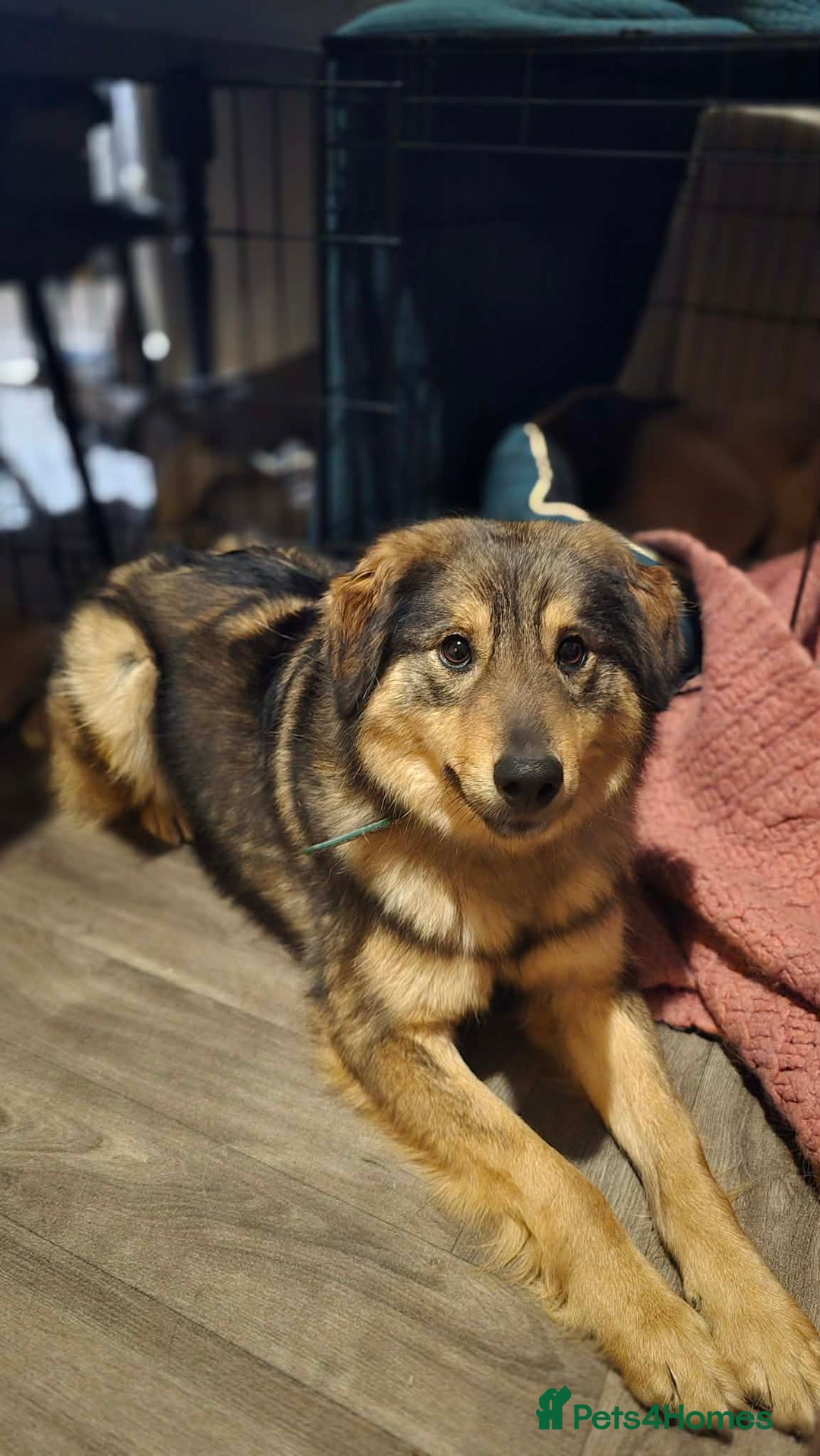 Mixed Breed dogs for adoption: Twinkle for adoption - Advert 1