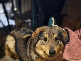 Mixed Breed dogs Twinkle for adoption - Advert 10