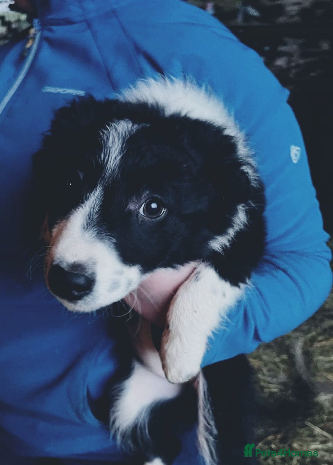 Border Collie dogs for sale: Beautiful collie puppies available  - Advert 4