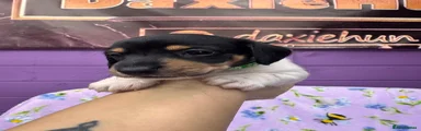 Boy-Miniature Dachshund 1