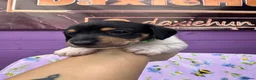 Miniature Dachshund dogs for sale: 5 cute piebald miniature dachshund puppies - Advert 19