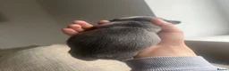 French Bulldog dogs for sale: French Bulldog Puppies Pedigree Stunning Colours⭐️ - Advert 12