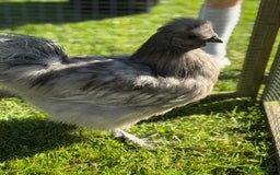 Chickens poultry for sale: Young silkies - 2 cockerels and one hen - Image 5
