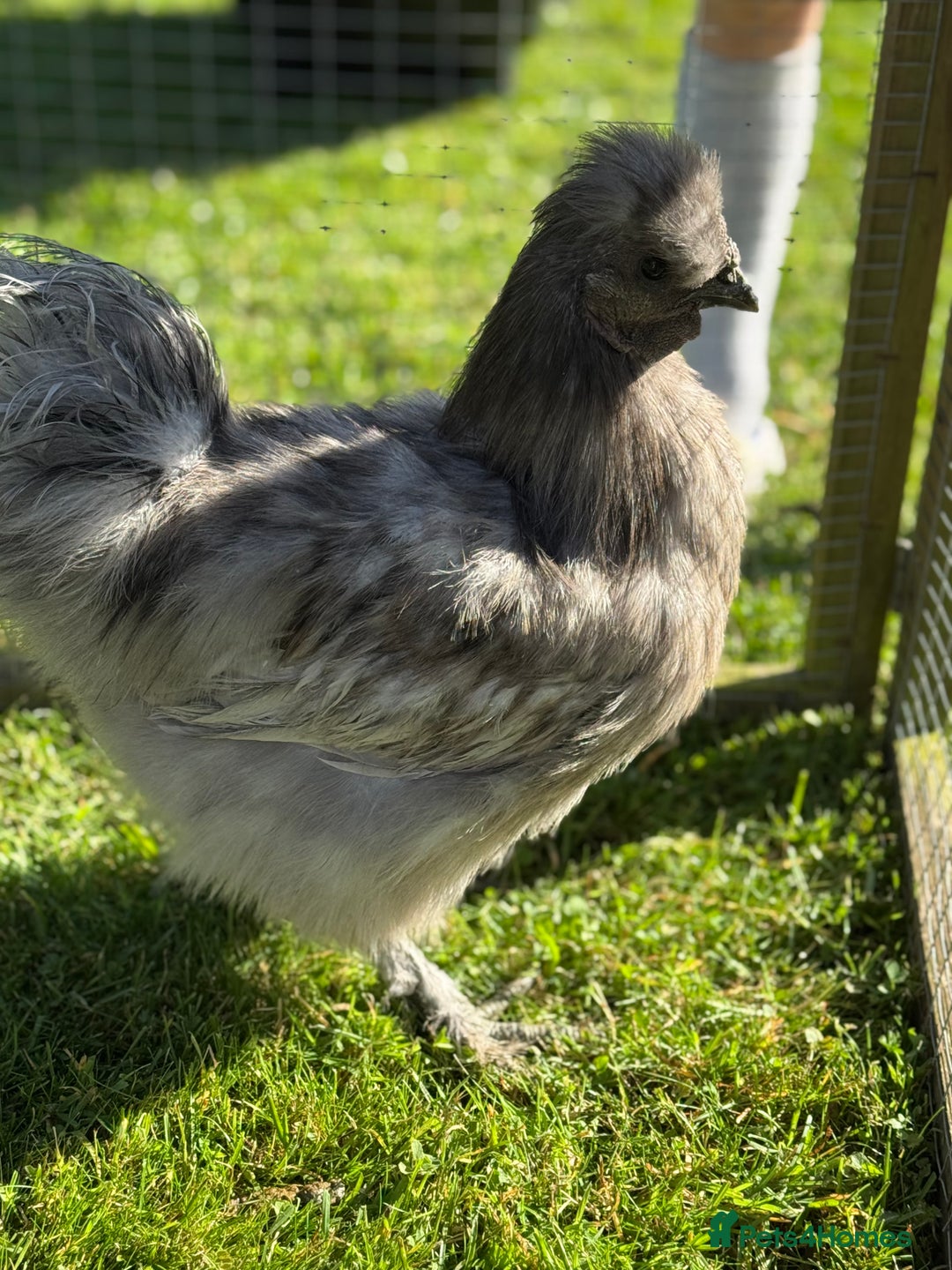 Chickens poultry for sale: Young silkies - 2 cockerels and one hen - Image 5
