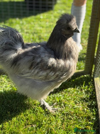 Chickens poultry - Advert 2