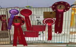 British Shorthair cats for sale: *Nearly Ready* GCCF Registered BSH Kittens  - Image 18