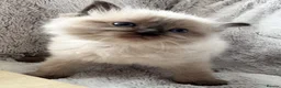 Ragdoll cats for sale: ❤️ Exceptional Lilac & Seal Point Ragdoll Kittens - Advert 36