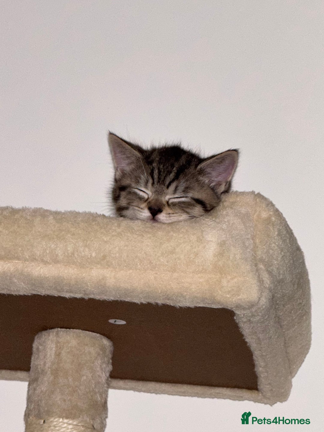 Mixed Breed cats for sale: Male kitten - Advert 5