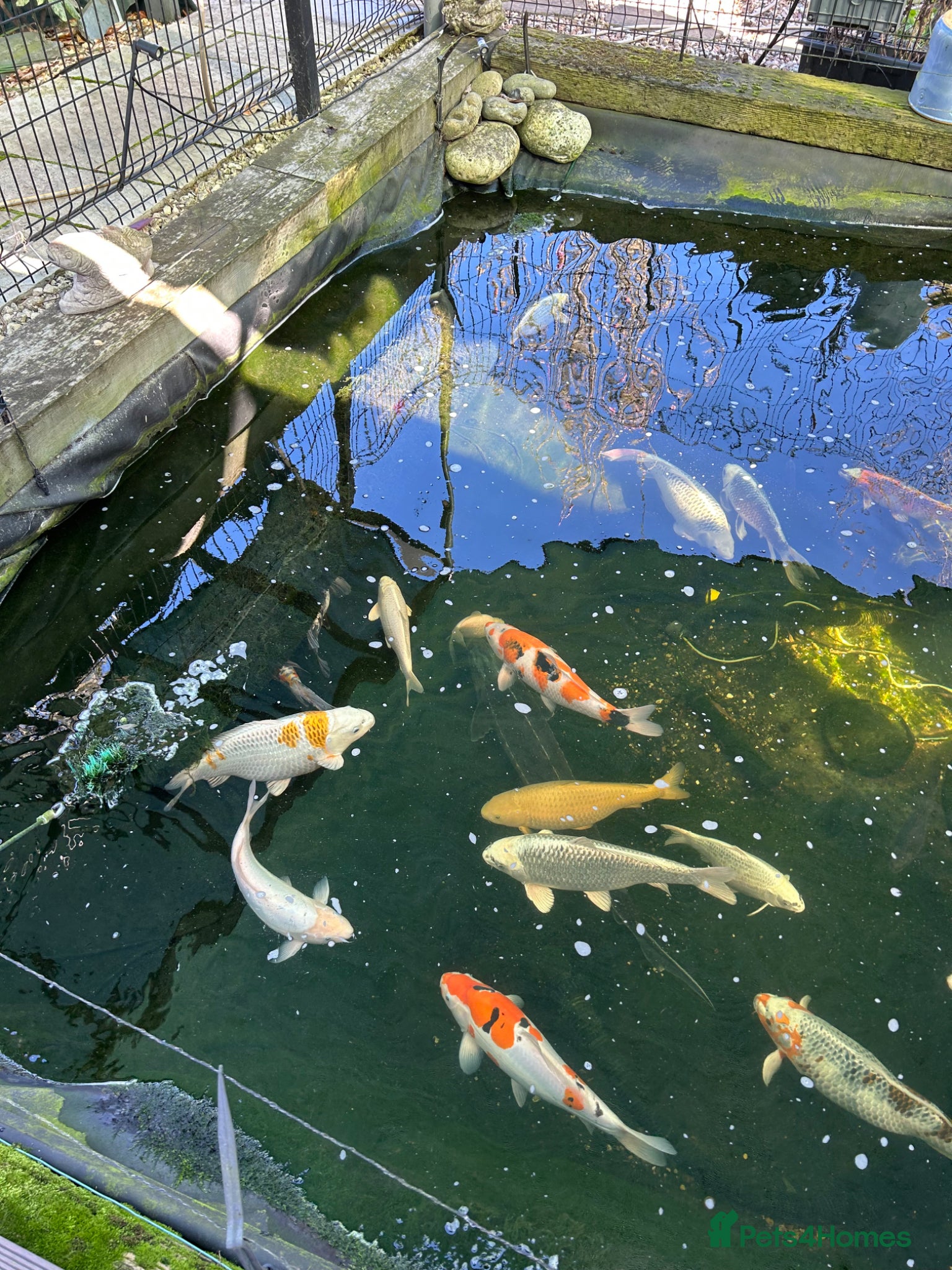 Koi Carp fish Various koi carp - Advert 16
