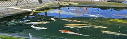 Koi Carp fish for sale: Various koi carp - Advert 1