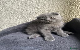Scottish Fold cats for sale: Beautiful Scottish folds and straights kittens🎀 - Image 32