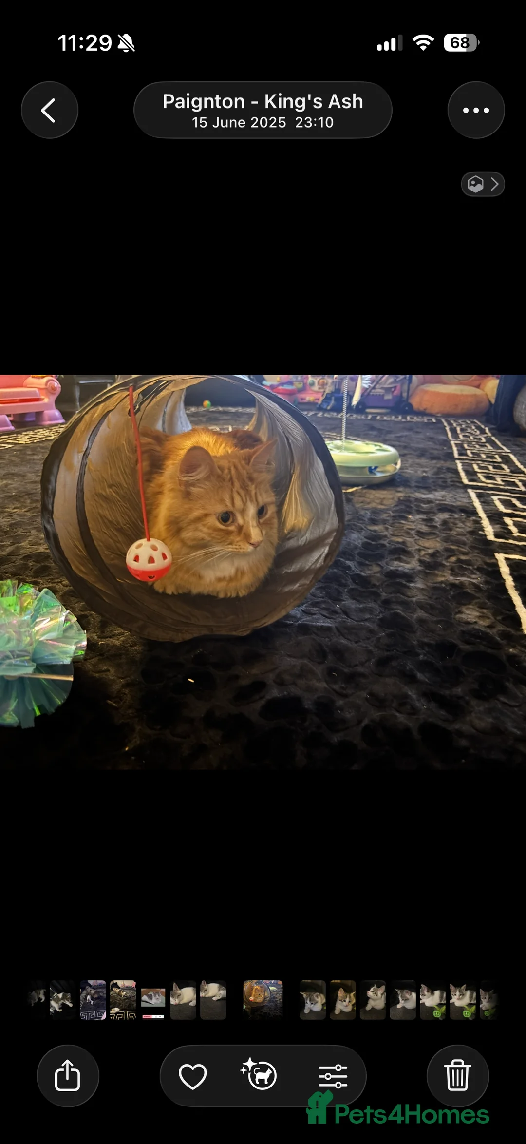 Mixed Breed cats for sale: 3 year old male cat - Advert 2