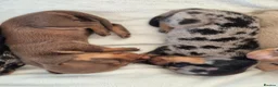 Miniature Dachshund dogs for sale: Miniature Dachshund Puppies - Advert 7