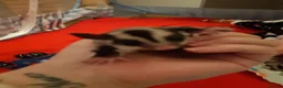 Sugar Glider rodents for sale: Rare mocistuc morph with lineage  - Advert 19