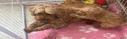 Mixed Breed dogs for sale: Cavapoo boy puppy available now  - Advert 4