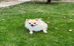Pomeranian dogs for sale: Pomeranian puppies 🐶  - Image 17