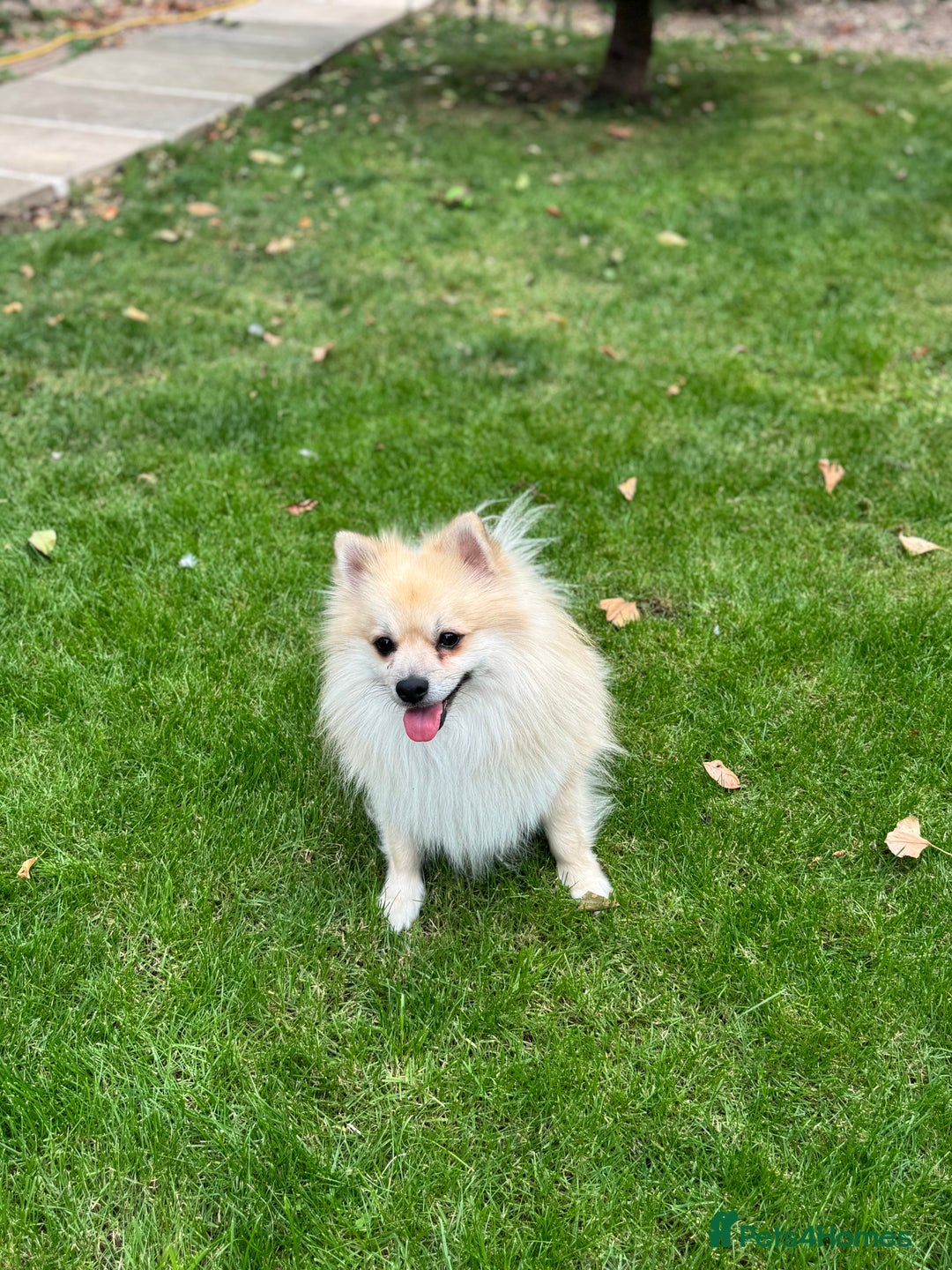 Pomeranian dogs for sale: Pomeranian puppies 🐶  - Image 17
