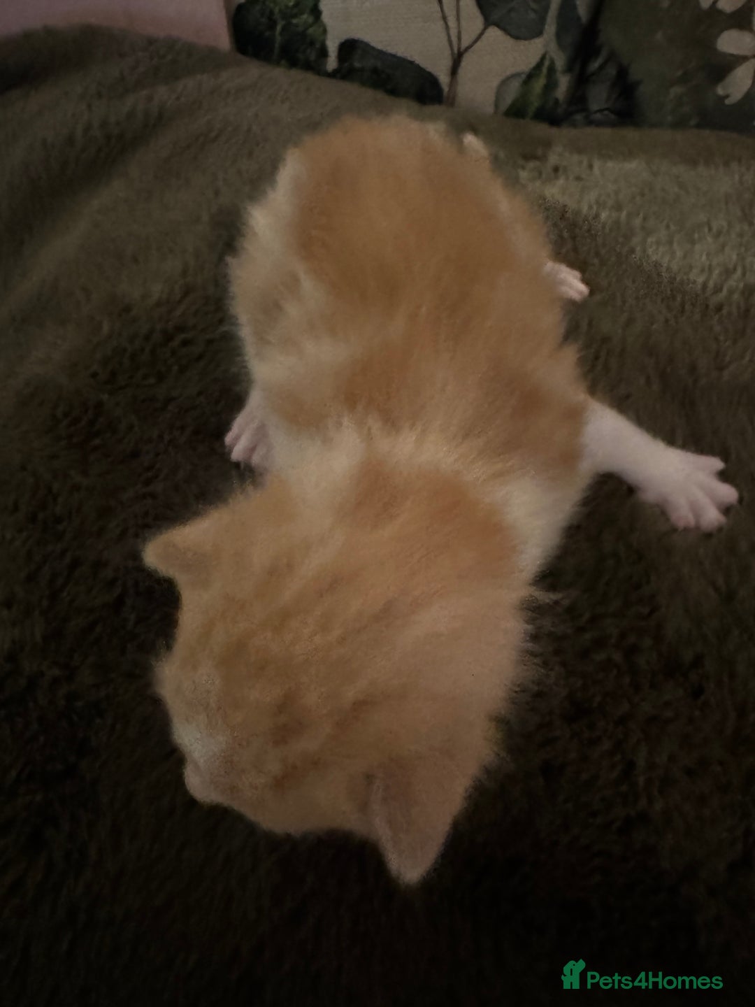 Mixed Breed cats for sale: 4 kittens - Advert 4